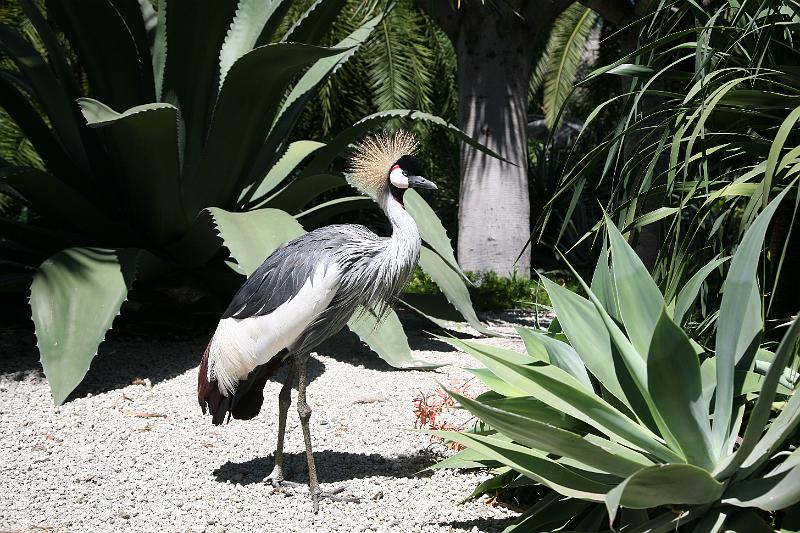 Vögel08.jpg