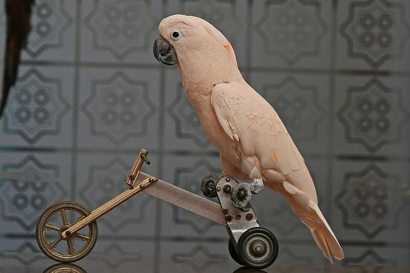 Vögel10.jpg