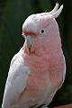 Vögel03