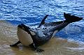 Orca