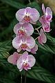 Orchideen