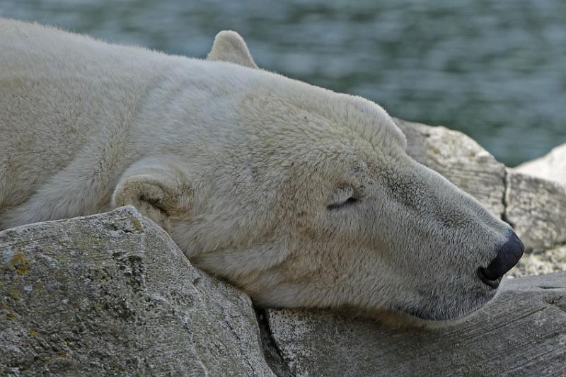 Bremerhaven_Zoo_01.jpg