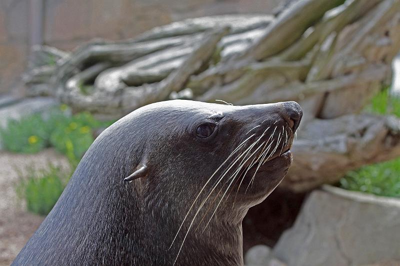 Bremerhaven_Zoo_12.jpg