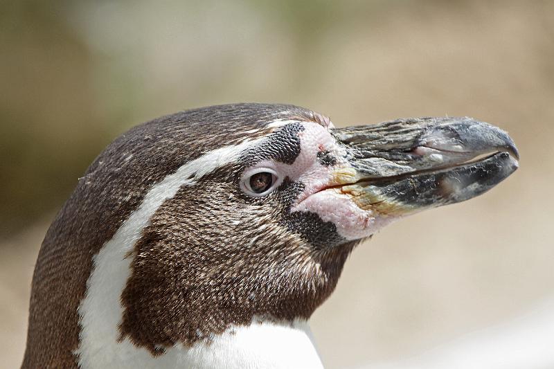 Bremerhaven_Zoo_13.jpg