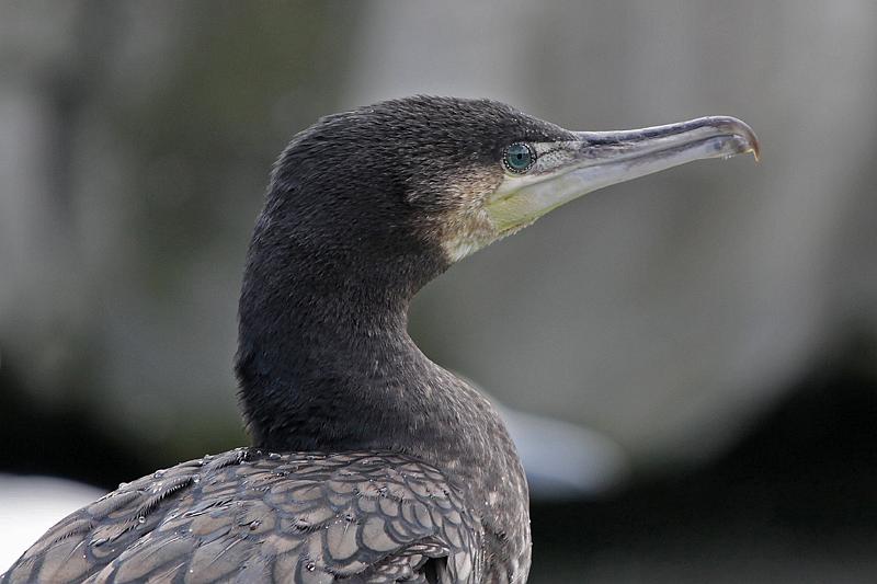 Bremerhaven_Zoo_15.jpg