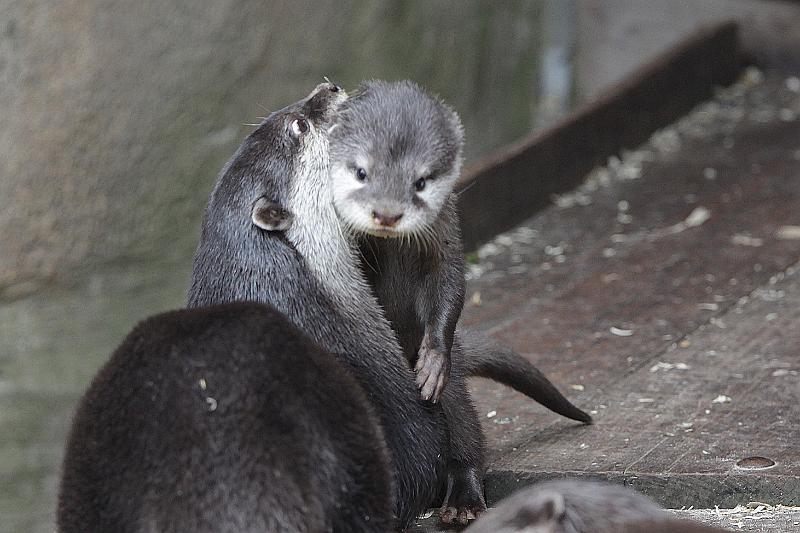 Bremerhaven_Zoo_19.jpg
