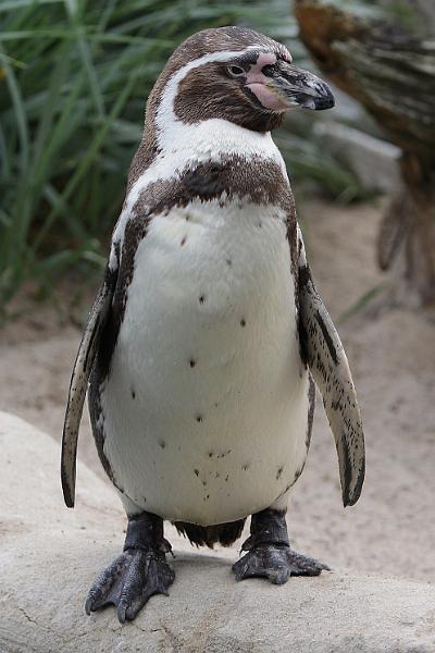 Bremerhaven_Zoo_21.jpg