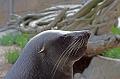 Bremerhaven_Zoo_12