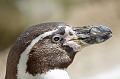 Bremerhaven_Zoo_13