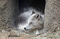 Bremerhaven_Zoo_20