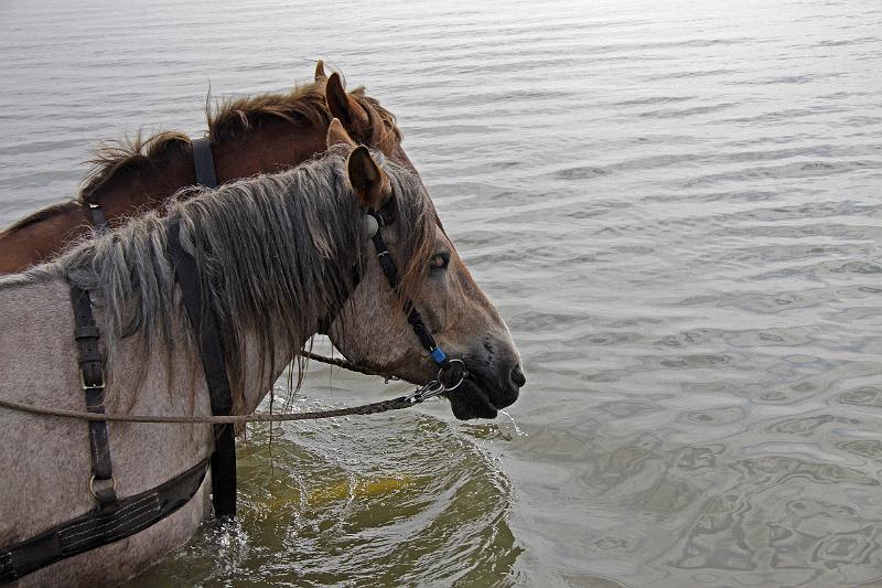 Cuxhaven_Kutschfahrt_15.jpg