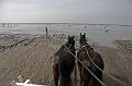 Cuxhaven_Kutschfahrt_03