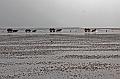 Cuxhaven_Kutschfahrt_09