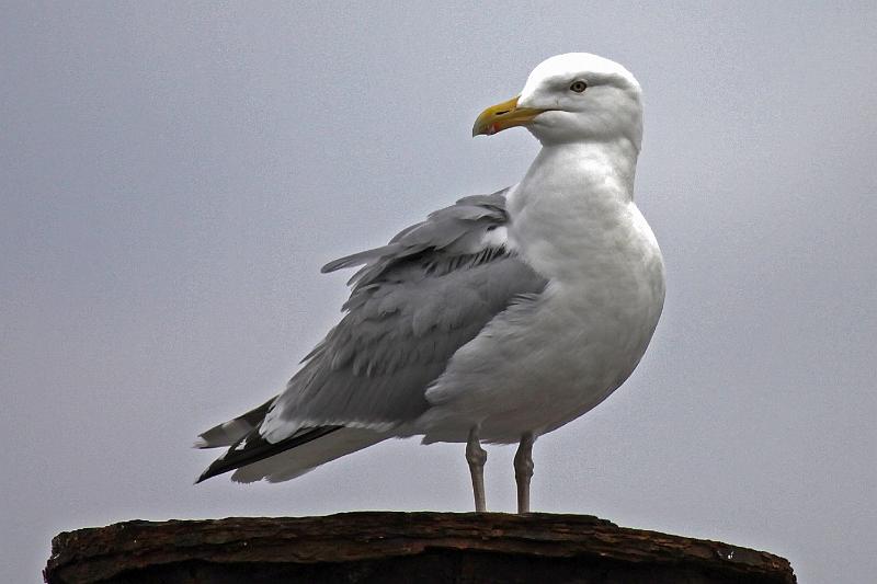 Cuxhaven_Seehunde_07.jpg