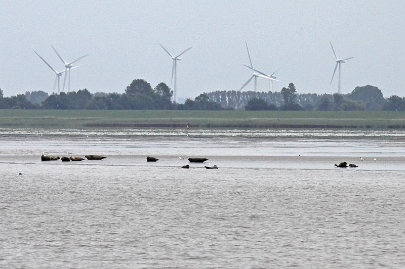 Cuxhaven_Seehunde_19.jpg