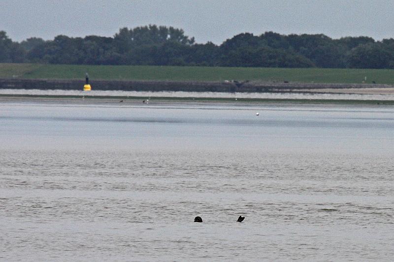 Cuxhaven_Seehunde_20.jpg