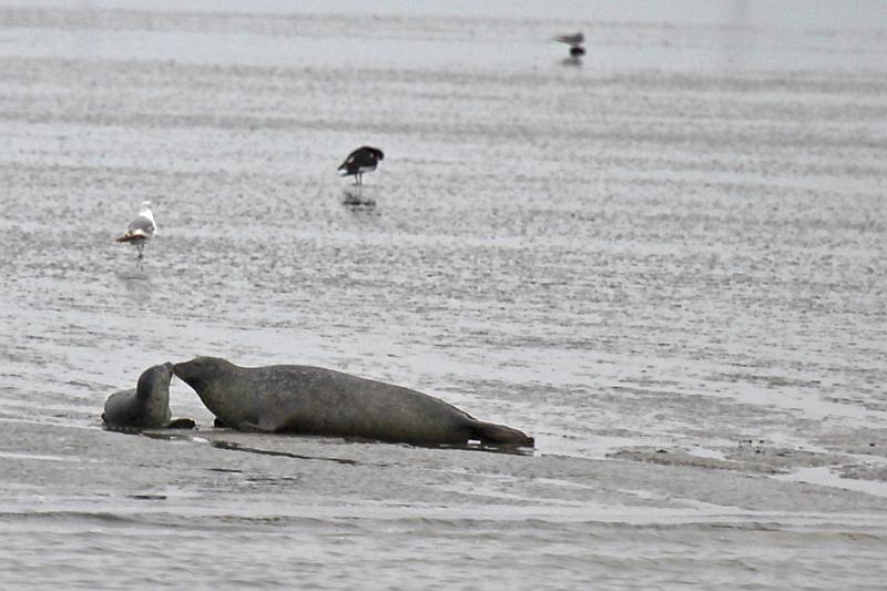 Cuxhaven_Seehunde_21.jpg
