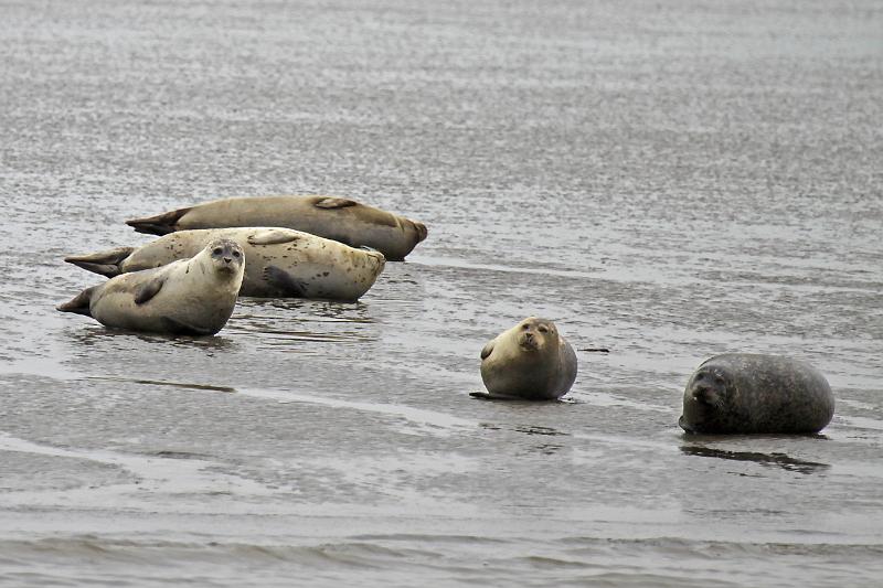 Cuxhaven_Seehunde_24.jpg