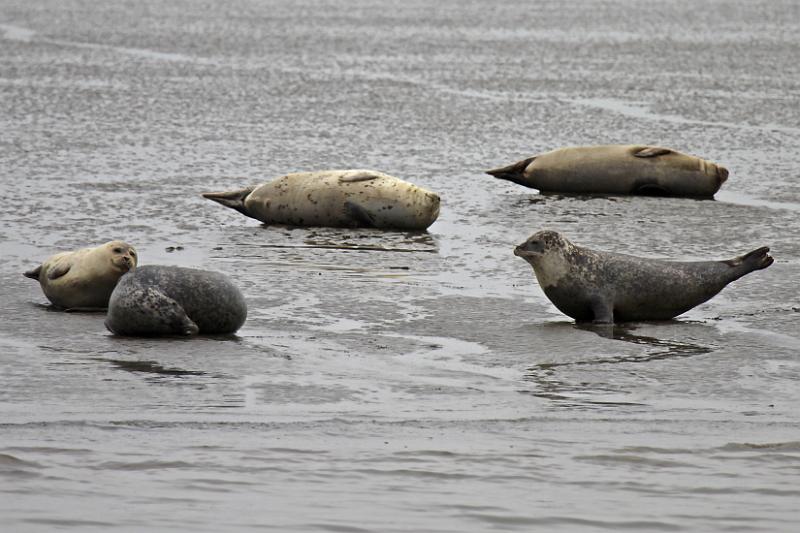Cuxhaven_Seehunde_25.jpg