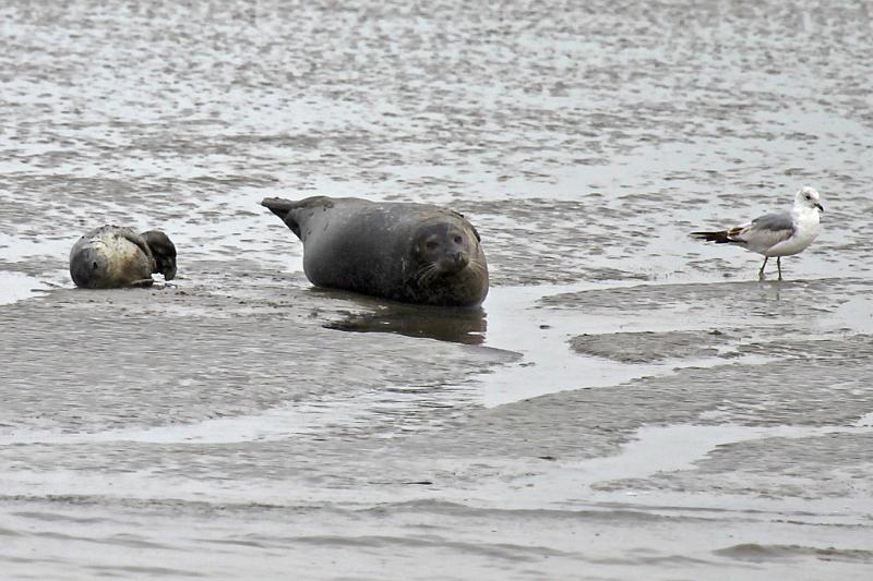 Cuxhaven_Seehunde_26.jpg