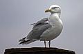Cuxhaven_Seehunde_07