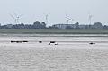 Cuxhaven_Seehunde_19