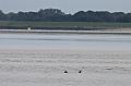 Cuxhaven_Seehunde_20