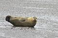 Cuxhaven_Seehunde_22
