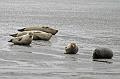 Cuxhaven_Seehunde_24