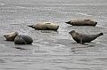 Cuxhaven_Seehunde_25