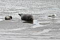 Cuxhaven_Seehunde_26
