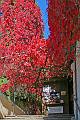 IMG_0620v